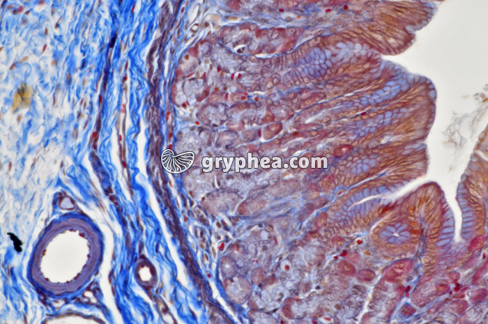 Estomac x100 - gryphea.org